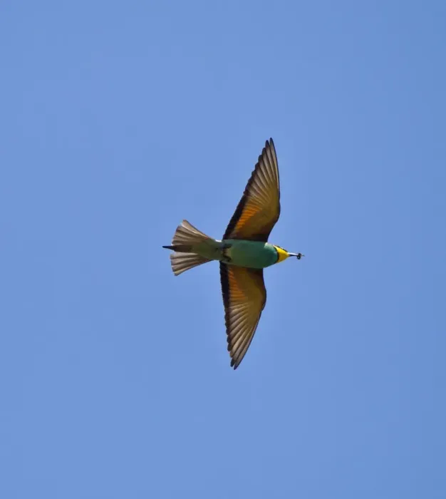 Framed Print : European Bee-eater - in flight with Bee in bill - Southern Turkey - May Framed Print : European Bee-eater - in flight with Bee in bill - Southern Turkey - May