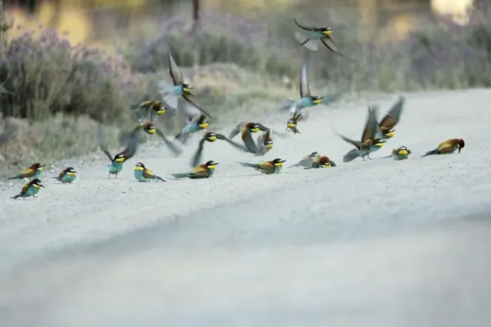 Framed Print : European Bee-Eater - flock taking a dust bath on a sandy track, Alentejo, Portugal Framed Print : European Bee-Eater - flock taking a dust bath on a sandy track, Alentejo, Portugal