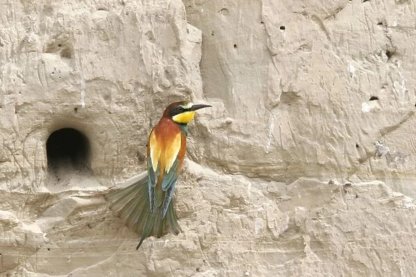 European Bee-eater - at nest. Bulgaria