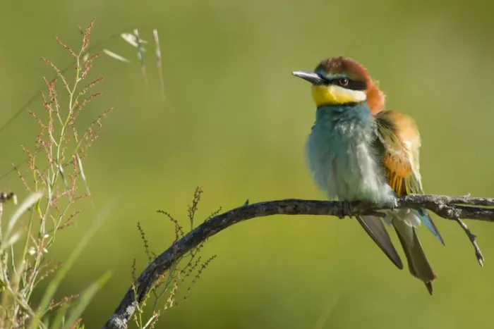 Framed Print : European Bee-Eater - Perched near nest site Framed Print : European Bee-Eater - Perched near nest site