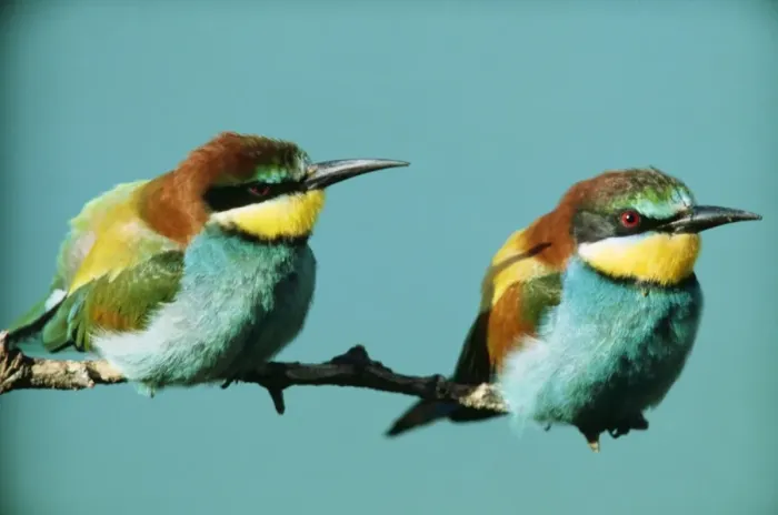 Framed Print : European Bee Eater PS 2584 x 2 on Branch Merops apiaster © Peter Steyn / ARDEA LONDON Framed Print : European Bee Eater PS 2584 x 2 on Branch Merops apiaster © Peter Steyn / ARDEA LONDON