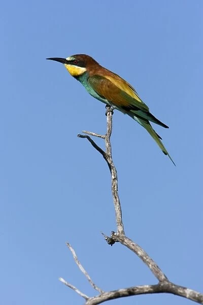 European Bee-Eater Sitting on a perch, looking for insects. Etosha National Park. Namibia, Africa
