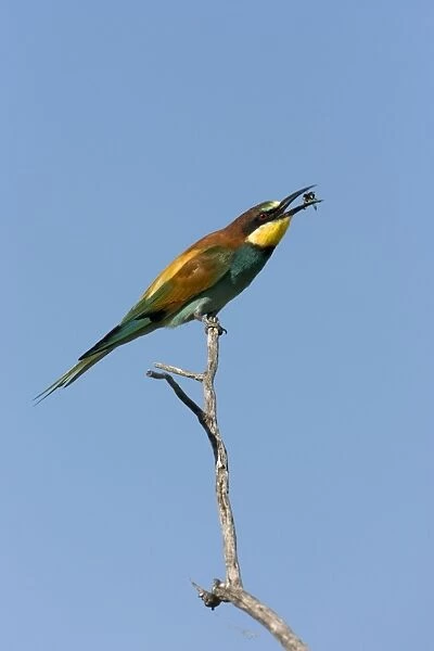 European Bee-Eater Sitting on a perch flipping a wasp around. Etosha National Park. Namibia, Africa