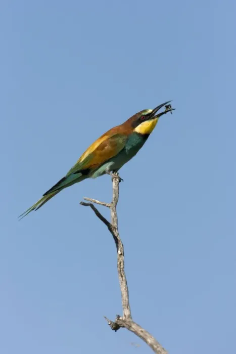 Framed Print : European Bee-Eater Sitting on a perch flipping a wasp around. Etosha National Park. Namibia, Africa Framed Print : European Bee-Eater Sitting on a perch flipping a wasp around. Etosha National Park. Namibia, Africa