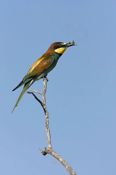 European Bee-Eater Sitting on a perch with a wasp in its beak. Etosha National Park. Namibia, Africa