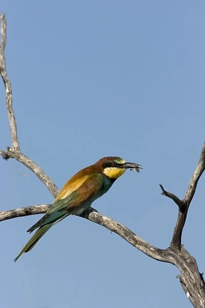 European Bee-Eater Sitting on a perch with a wasp in its beak. Etosha National Park. Namibia, Africa
