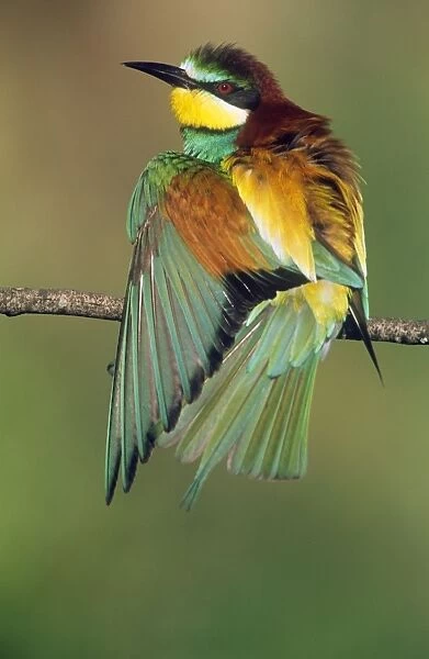 European Bee-eater - stretching wing    