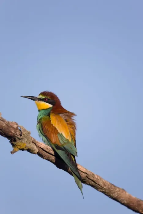 Framed Print : European Bee-eater - summer - Spain Framed Print : European Bee-eater - summer - Spain