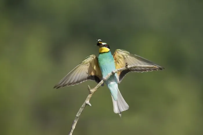 Framed Print : European Bee-Eater - Taking off Merops apiaster Hungary BI015545 Framed Print : European Bee-Eater - Taking off Merops apiaster Hungary BI015545