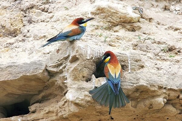 European Bee-eater - two. Bulgaria