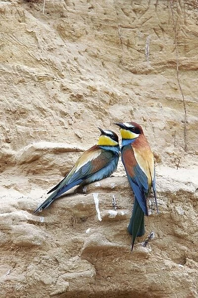 European Bee-eater - two. Bulgaria