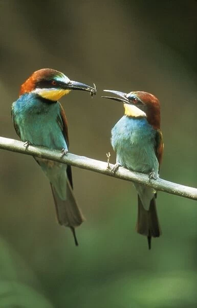 European Bee-eater USH 443 Male offering female a bee, precopulation courtship display. Merops apiaster © Duncan Usher  /  ardea. com
