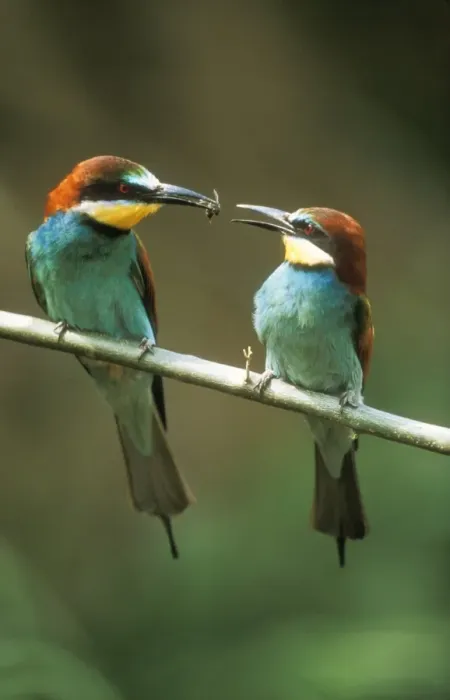 Framed Print : European Bee-eater USH 443 Male offering female a bee, precopulation courtship display. Merops apiaster © Duncan Usher / ardea. com Framed Print : European Bee-eater USH 443 Male offering female a bee, precopulation courtship display. Merops apiaster © Duncan Usher / ardea. com