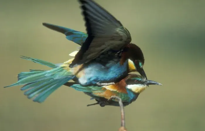 Framed Print : European Bee-eater USH 446 Pair copulating. Merops apiaster © Duncan Usher  /  ardea. com