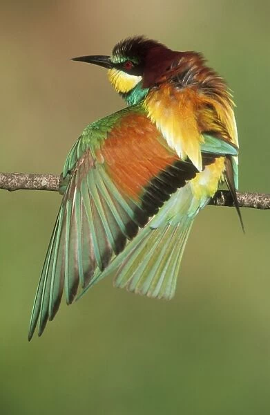 European Bee-eater USH 453 Stretching wing muscles. Merops apiaster © Duncan Usher  /  ardea. com