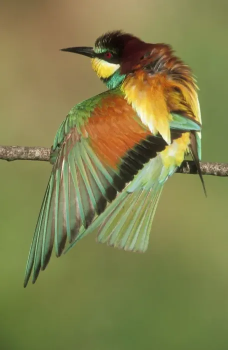 Framed Print : European Bee-eater USH 453 Stretching wing muscles. Merops apiaster © Duncan Usher / ardea. com Framed Print : European Bee-eater USH 453 Stretching wing muscles. Merops apiaster © Duncan Usher / ardea. com