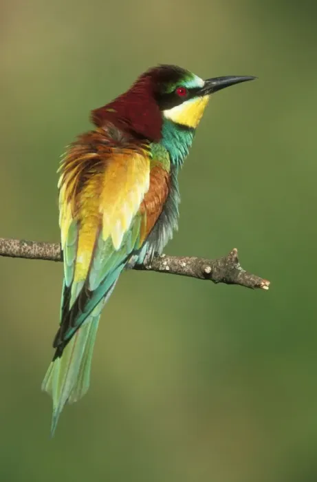 Framed Print : European Bee-eater USH 454 Sunbathing, early morning. Merops apiaster © Duncan Usher / ardea. com Framed Print : European Bee-eater USH 454 Sunbathing, early morning. Merops apiaster © Duncan Usher / ardea. com