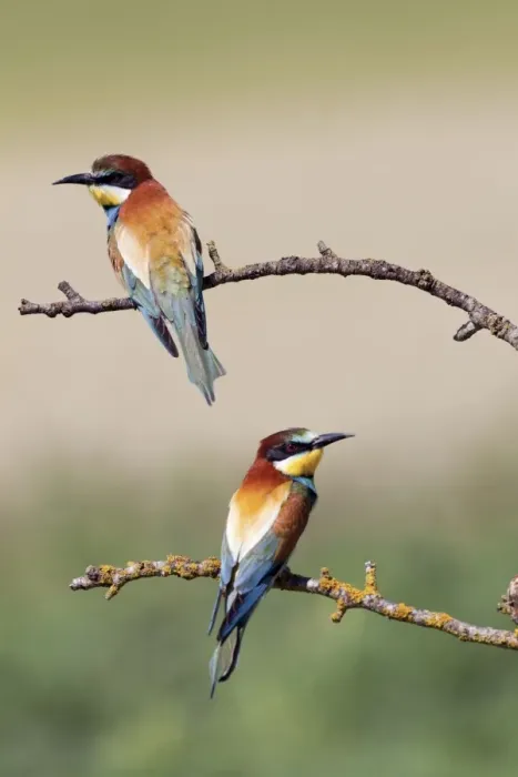 Framed Print : European Bee-eaters - summer - Spain Framed Print : European Bee-eaters - summer - Spain