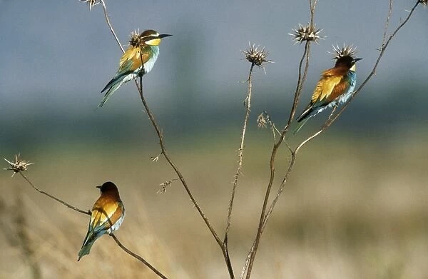 European Bee-eaters x 3 on branches