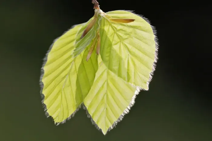 Framed Print : European Beech - leaves