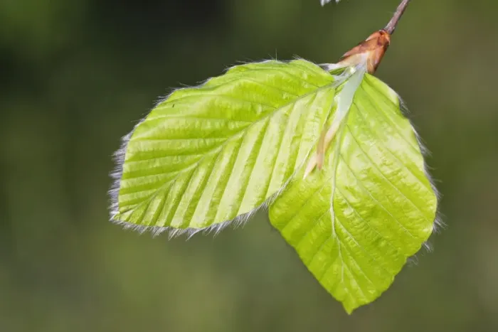 Framed Print : European Beech - leaves