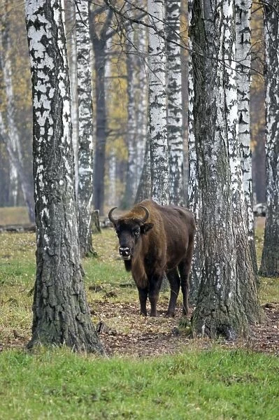 European Bison - adult female - in birch forest of Okskii Wildlife Reserve - near Ryazan - central Russia - autumn - September Ok39. 1513
