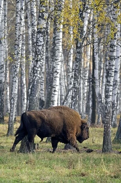 European Bison - adult male - birch forest of Okskii Wildlife Reserve - near Ryazan - central Russia - autumn - September Ok39. 1602