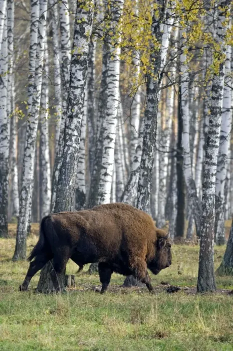 Framed Print : European Bison - adult male - birch forest of Okskii Wildlife Reserve - near Ryazan - central Russia - autumn - September Ok39. 1602 Framed Print : European Bison - adult male - birch forest of Okskii Wildlife Reserve - near Ryazan - central Russia - autumn - September Ok39. 1602