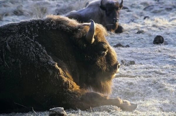 European Bison - adult male - snoozes in frosty morning in Bialowieza Nature Park - a female bison in background - Belorussia - Spring Bl31. 0559