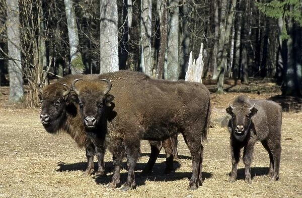 European Bison - adults and juvenile - in Bialowieza Nature Park - Belorussia - Spring Bl31. 0556