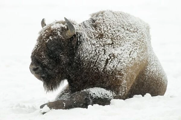 European Bison - bull resting in snow - Hessen - Germany
