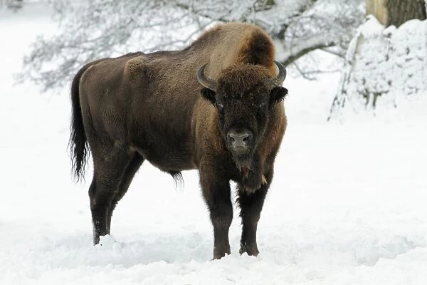 European Bison - bull in snow - Hessen - Germany