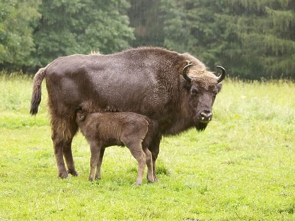 European Bison - cow nursing calf - Germany