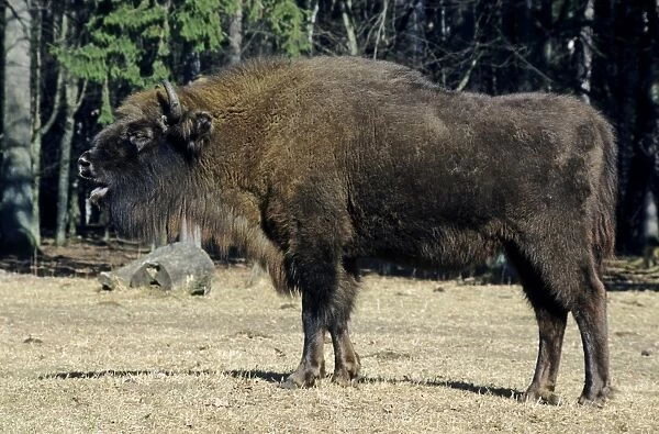 European Bison - grazes in a clearing - Bialowieza Nature Park - Belorussia - Spring Bl31. 2217