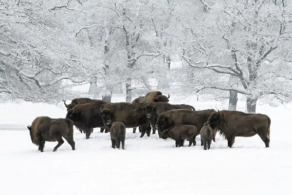European Bison - herd on snow covered meadow - Hessen - Germany