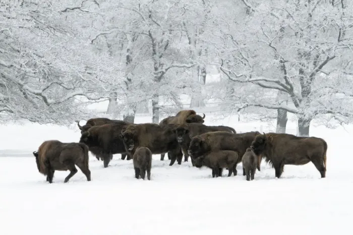 Framed Print : European Bison - herd on snow covered meadow - Hessen - Germany Framed Print : European Bison - herd on snow covered meadow - Hessen - Germany