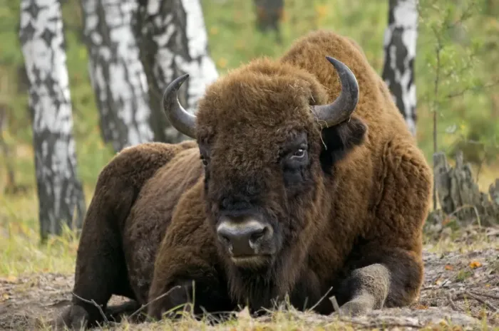 Framed Print : European Bison - a huge adult male bull lying down - part of a larger herd living wild in a mixed forest of Okskii Wildlife Reserve - near Ryazan - central Russia - autumn - September Ok39. 1538