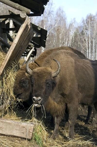 European Bison - pair of adults - supplementary feeding - enclosure in a forest of Okskii Wildlife Reserve - near Ryazan - central Russia - autumn - September Ok39. 1579