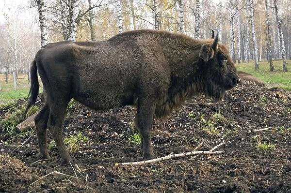 European Bison - rests after feeding - part of larger herd living wild - enclosure in a forest of Okskii Wildlife Reserve - near Ryazan - central Russia - autumn - September Ok39. 1479