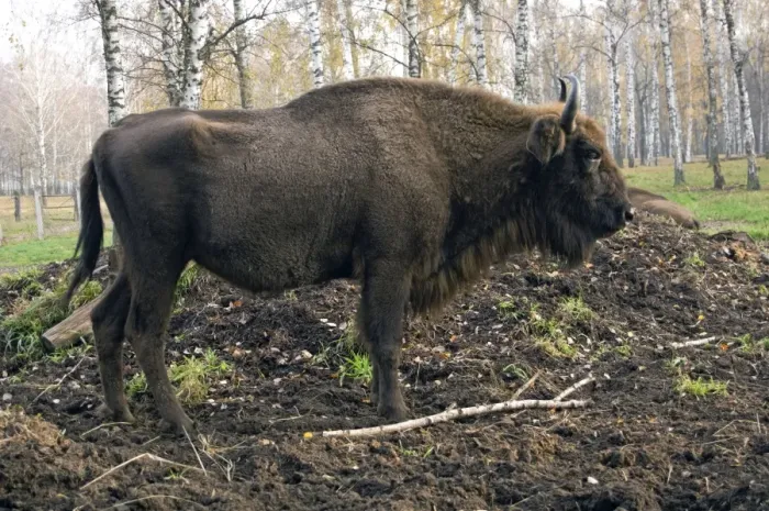 Framed Print : European Bison - rests after feeding - part of larger herd living wild - enclosure in a forest of Okskii Wildlife Reserve - near Ryazan - central Russia - autumn - September Ok39. 1479 Framed Print : European Bison - rests after feeding - part of larger herd living wild - enclosure in a forest of Okskii Wildlife Reserve - near Ryazan - central Russia - autumn - September Ok39. 1479