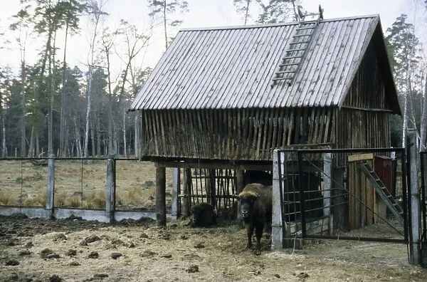 European Bison - a shelter and feeding place inside a corral - Bialowieza Nature Park - Belorussia - Spring Bl31. 0573