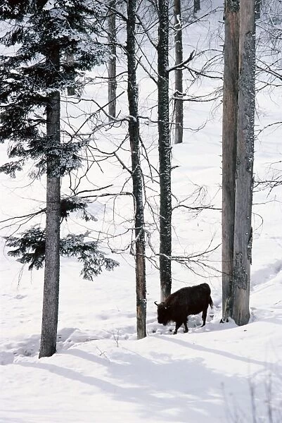 European Bison - In snow in forest JPF16003