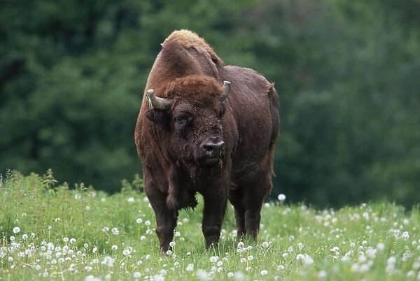 European Bison - standing in meadow