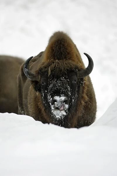 European Bison  /  Wisent - animal in snow, winter Bavaria, Germany