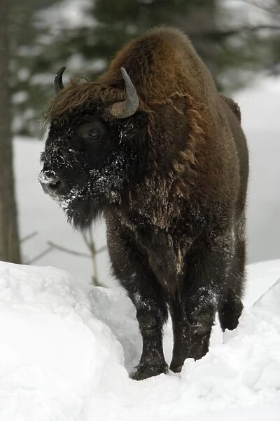 European Bison  /  Wisent - bull in snow covered forest, winter Bavaria Germany