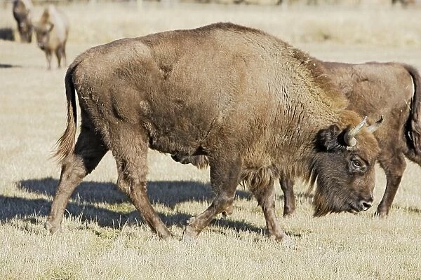 European Bison  /  Wisent. France - introduced from the forest of Bialowieza in Poland