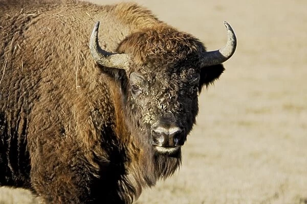 European Bison  /  Wisent. France - introduced from the forest of Bialowieza in Poland