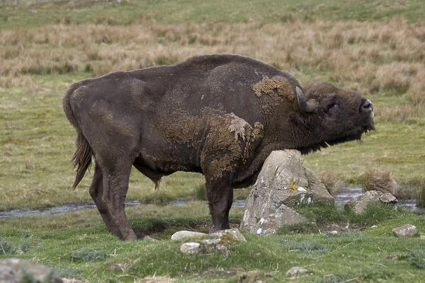 European Bison  /  Wisent scratching chest on rock Highland Wildlife Park, Scotland