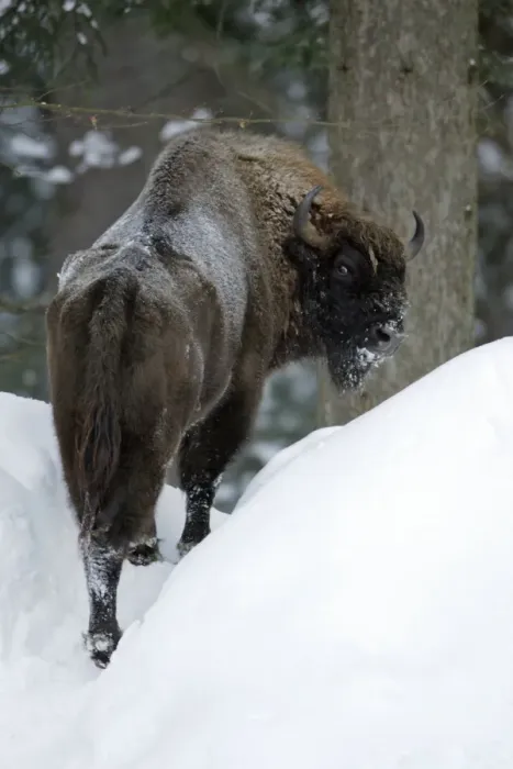 Framed Print : European Bison / Wisent - in snow covered forest, winter Bavaria, Germany Framed Print : European Bison / Wisent - in snow covered forest, winter Bavaria, Germany