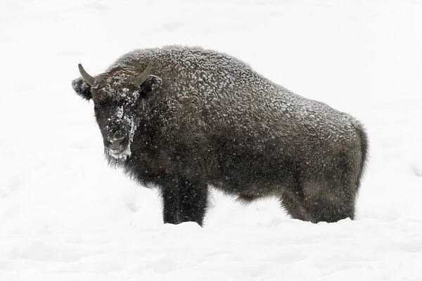 European Bison - young bull in snow - Hessen - Germany